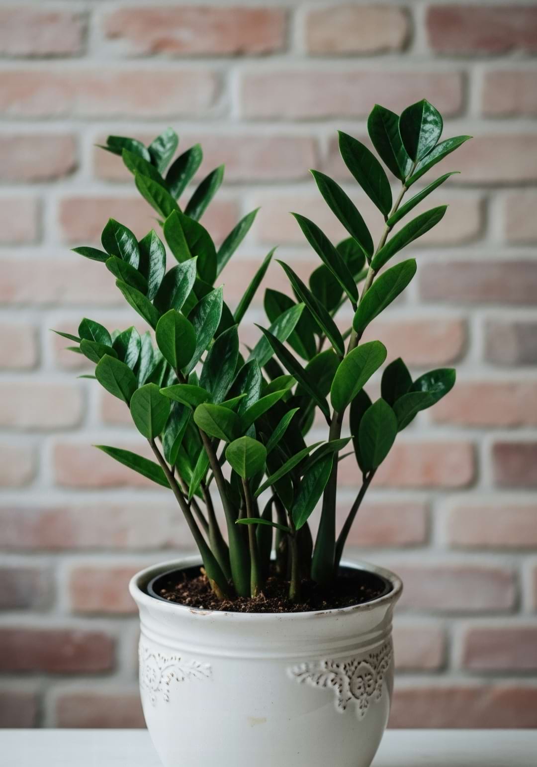 A lush ZZ Plant with dark green leaves