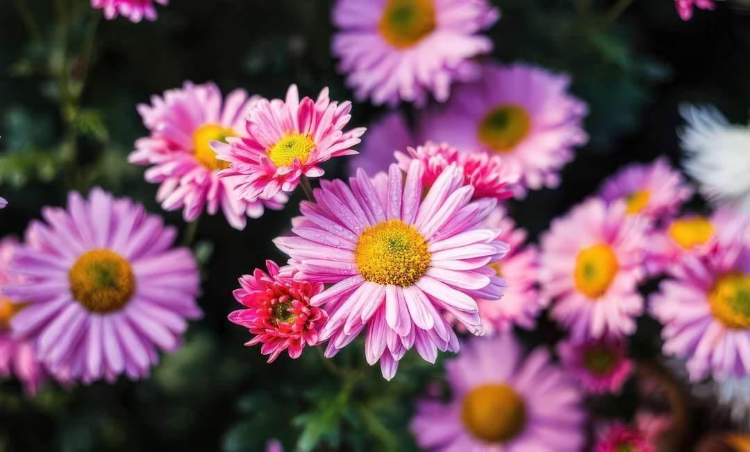 A potted Chrysanthemum bursting with colorful, daisy-like flowers.