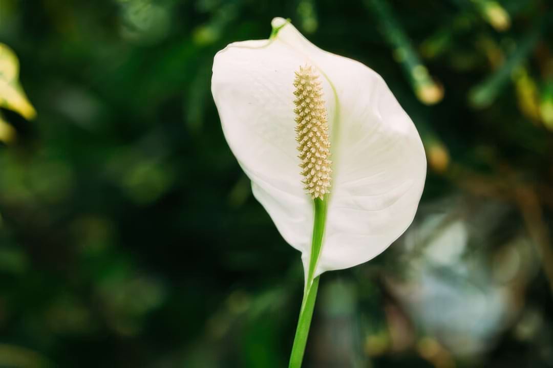An elegant Peace Lily with glossy dark green leaves and a striking white flower (spathe).