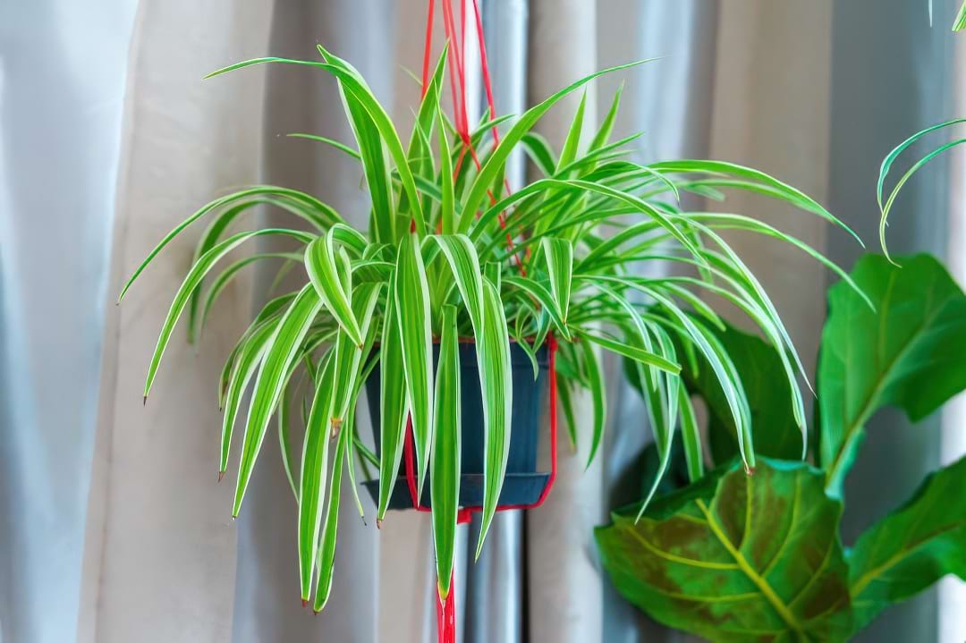 A vibrant Spider Plant in a hanging basket, with arching leaves and baby plantlets (spiderettes).