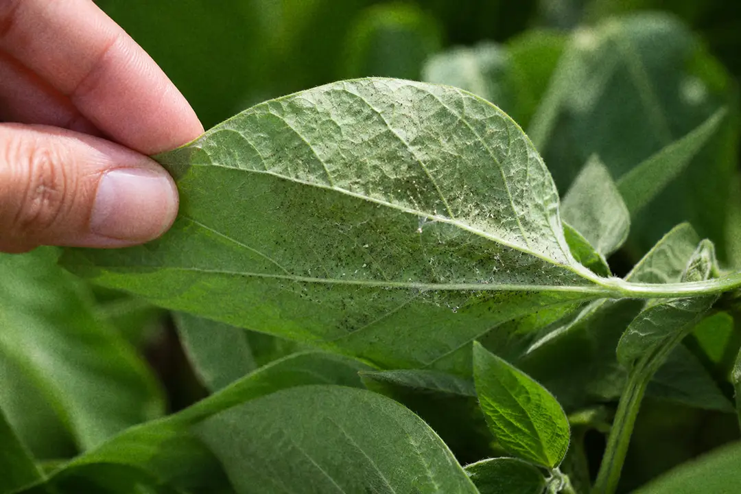 Close inspection of the underside of a leaf for pests before moving a plant indoors