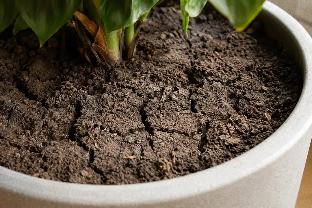 Dry, cracked topsoil in a houseplant pot during summer