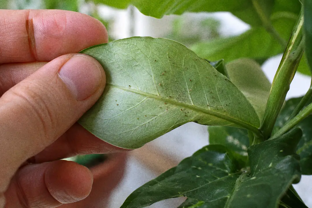 Close inspection of a leaf underside for summer pests