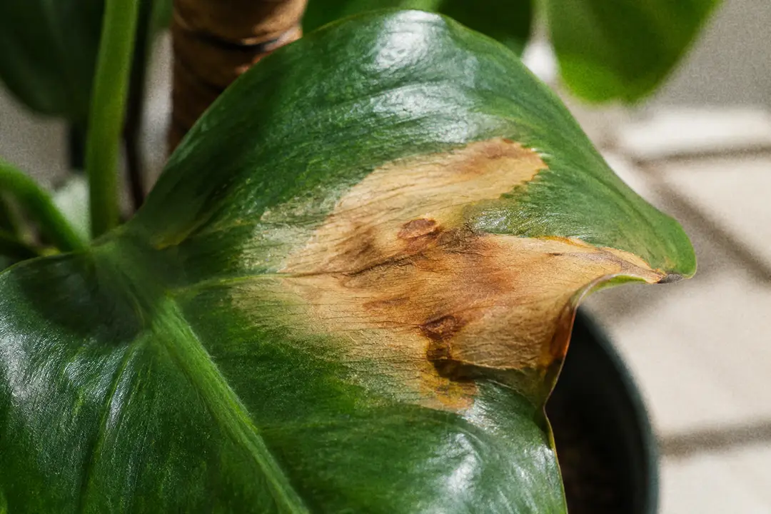 A leaf with bleached, scorched patches from summer sun