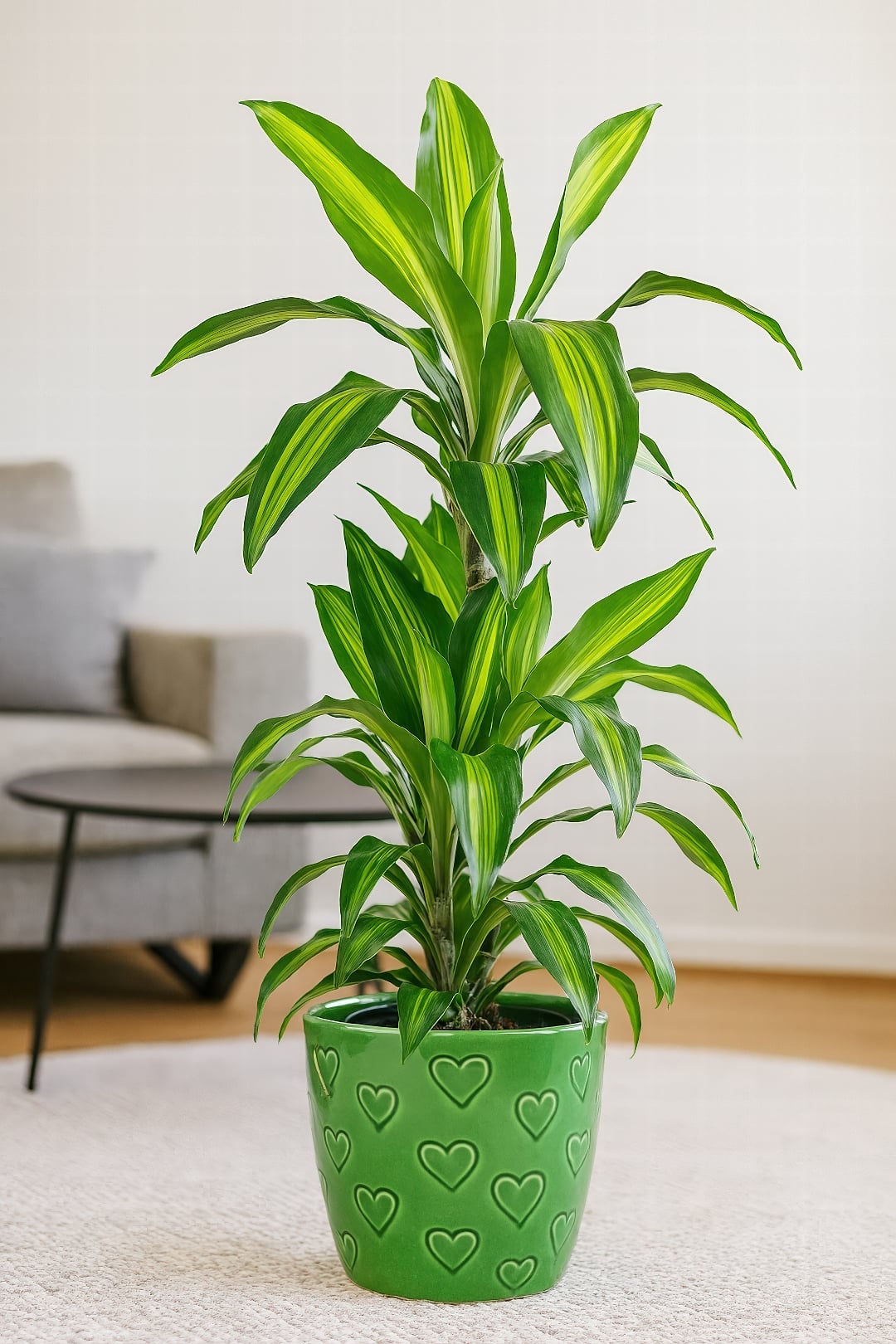 The painterly lime-green central stripe of a Dracaena 'Cintho'.