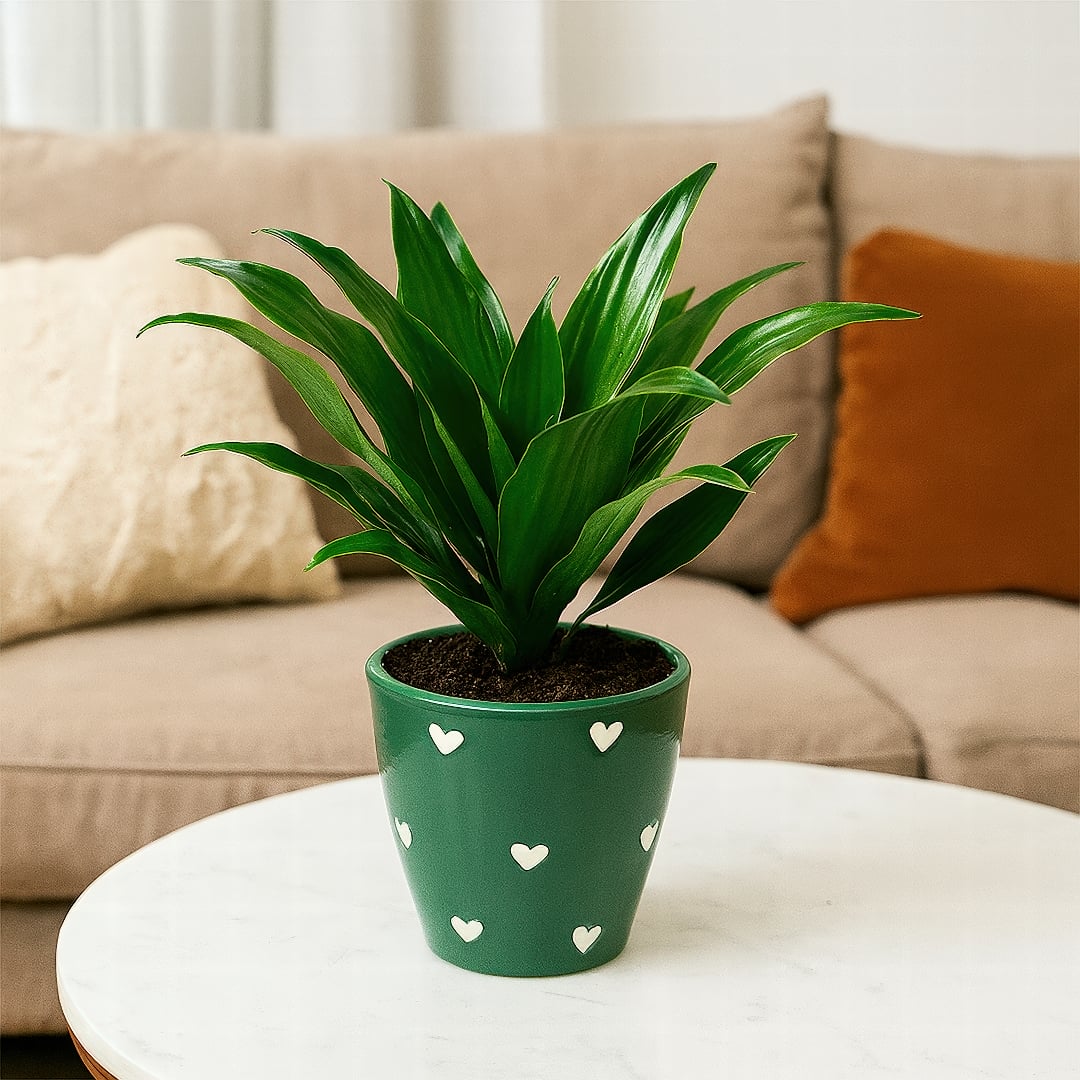 A small Dracaena 'Compacta' with dense rosettes of dark green leaves.
