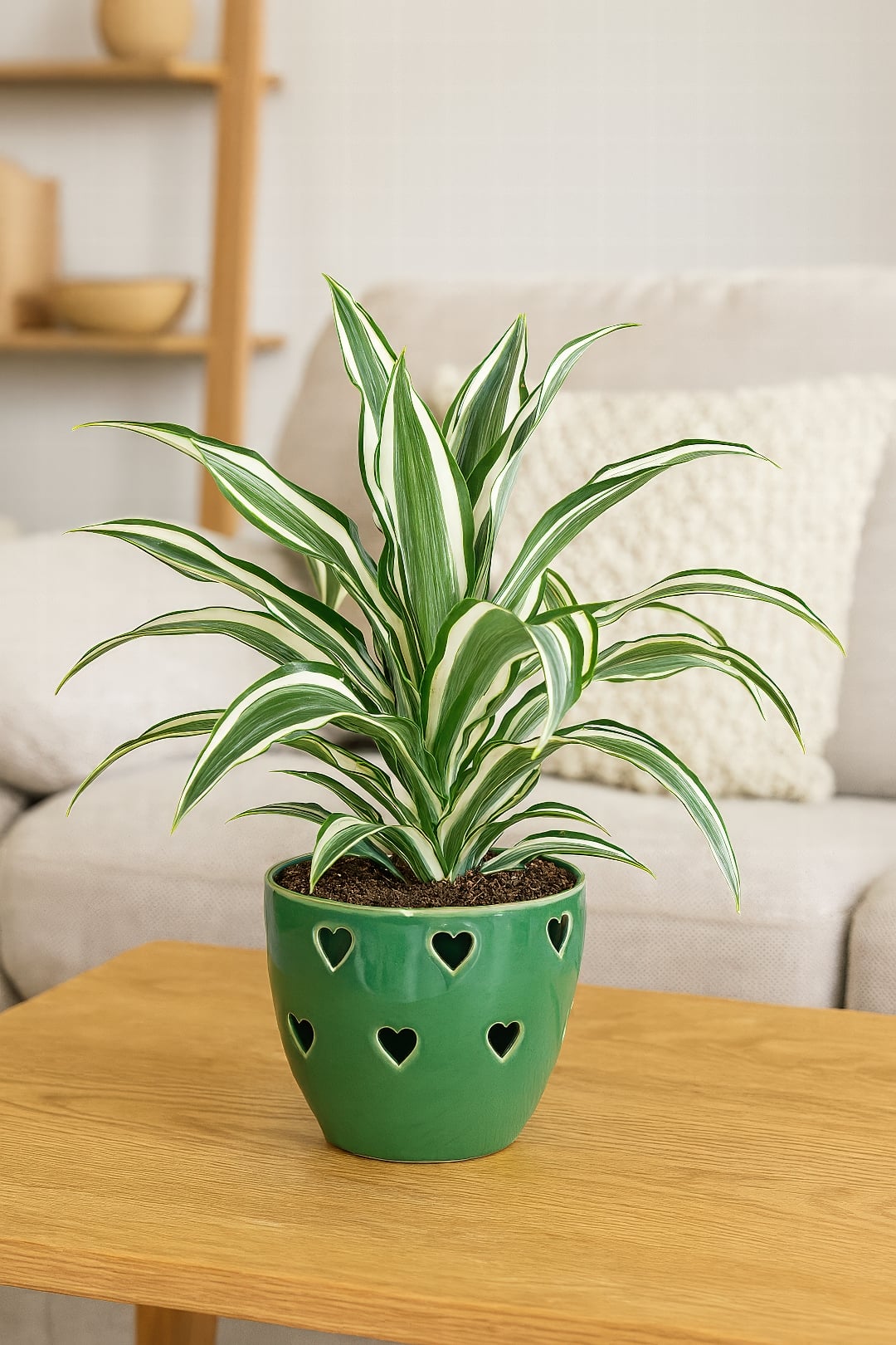 The high-contrast dark green and white stripes of Dracaena 'White Jewel'.