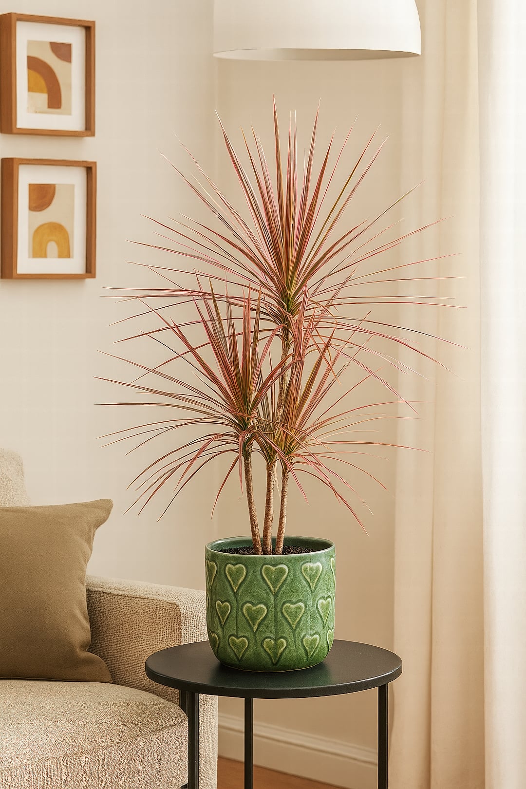 The vibrant pink and red stripes of a Dracaena 'Colorama'.