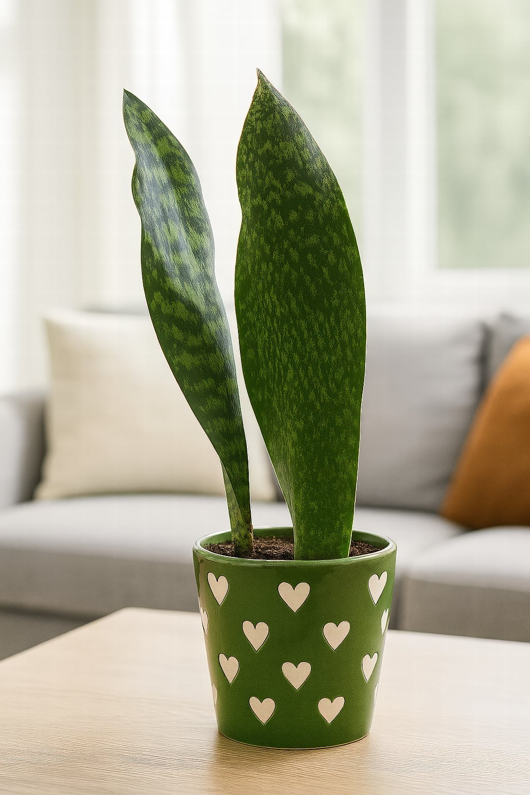 A single, giant paddle-shaped leaf of the Whale Fin Dracaena.