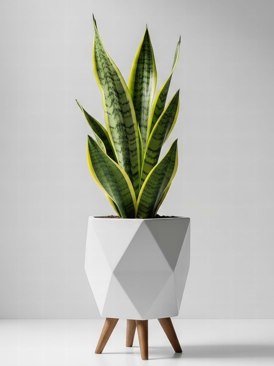 The classic upright, mottled leaves of a standard Snake Plant.