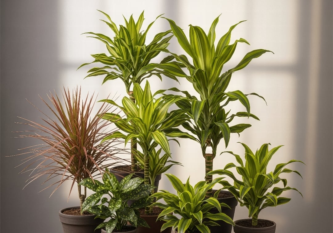 A collage of different Dracaena varieties showing diverse leaf shapes and colors including the Corn Plant, Snake Plant, and Dragon Tree.