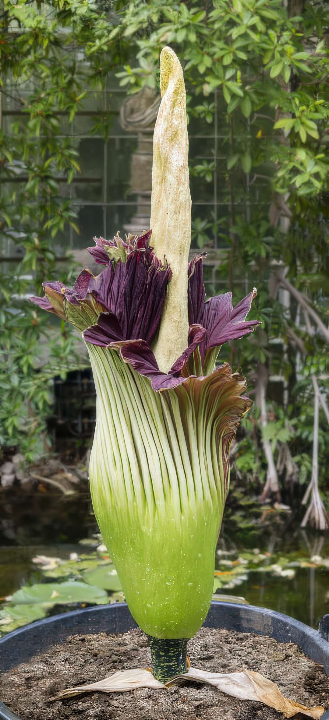 A giant Corpse Flower in full bloom, showing its deep maroon spathe and tall yellow spadix.