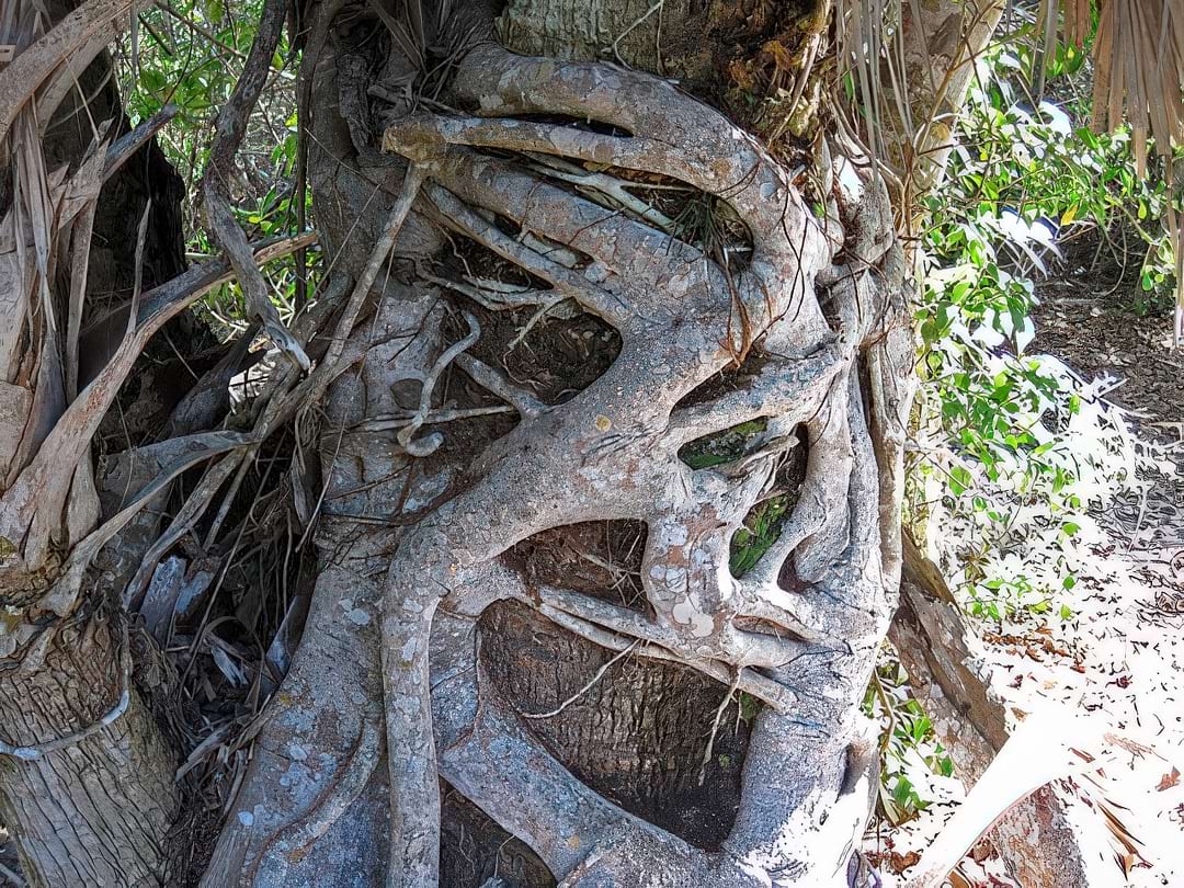A massive Strangler Fig with its roots completely encasing the trunk of its dead host tree.