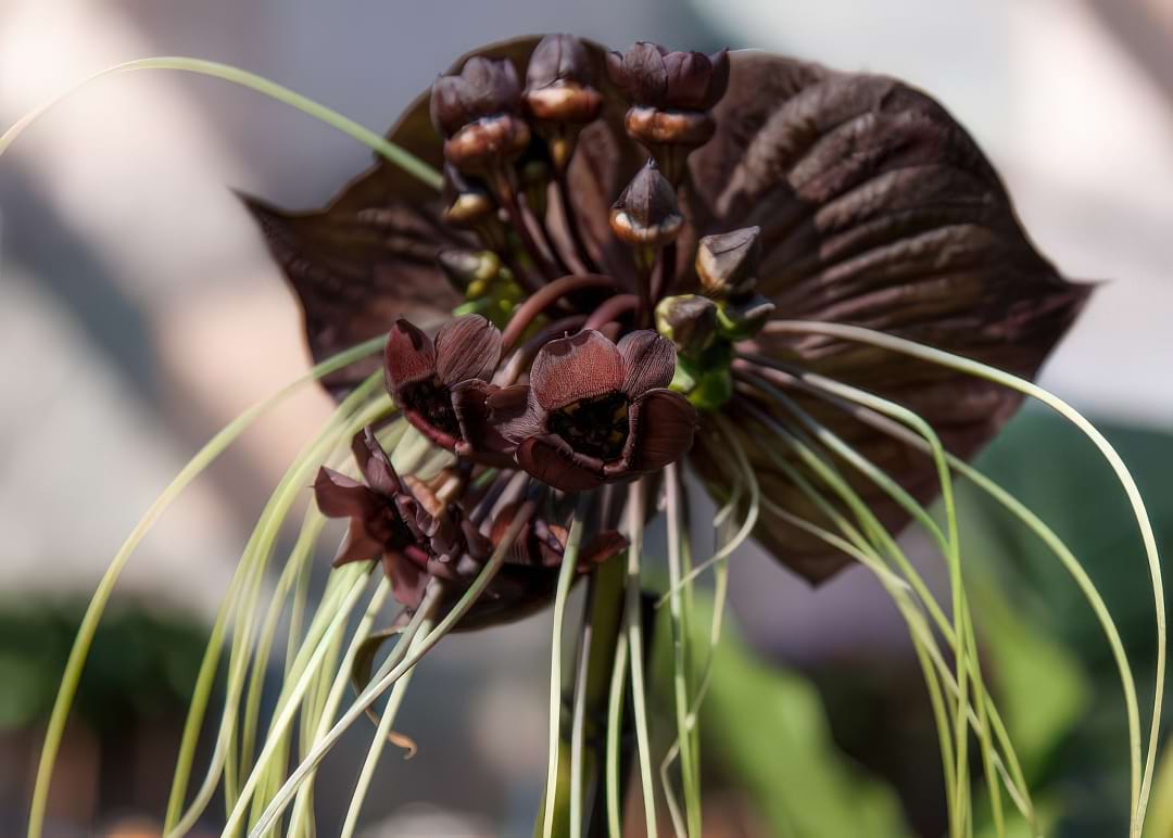 A close-up of a black Bat Flower, highlighting its bat-like petals and long, whisker-like bracteoles.