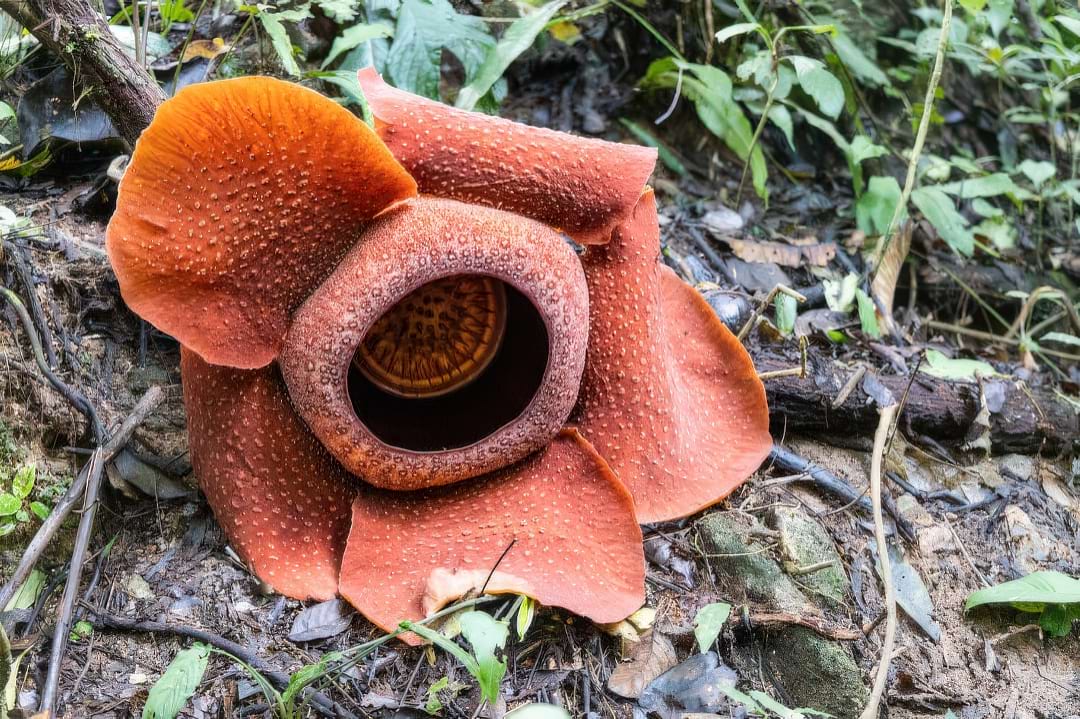 The massive, fleshy, red and yellow flower of a Rafflesia arnoldii, the world's largest bloom.