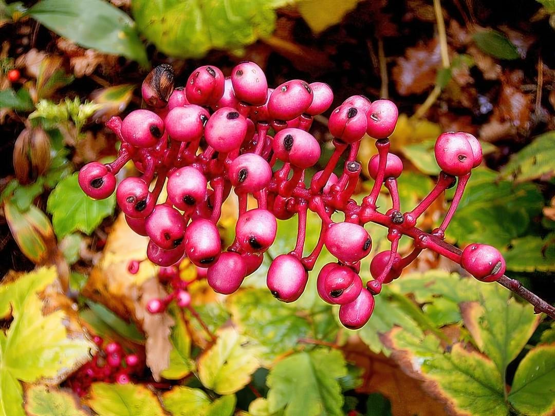 A Doll's Eye Plant showing its creepy white berries with black dots, resembling eyeballs on red stems.