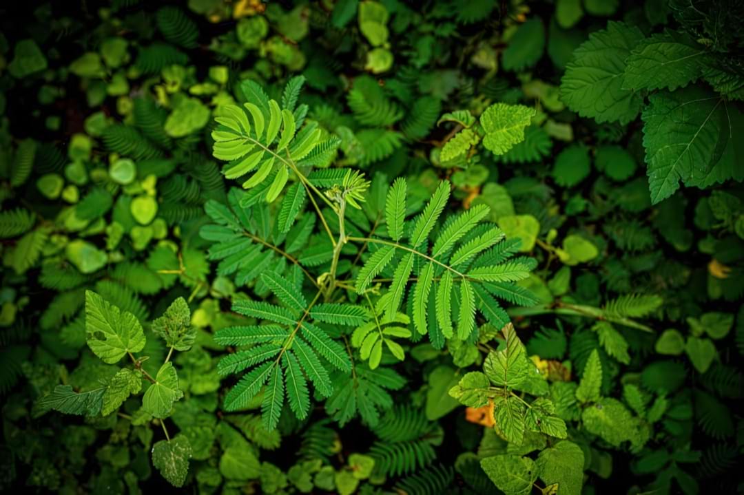 A Sensitive Plant with its leaves half-closed after being touched.