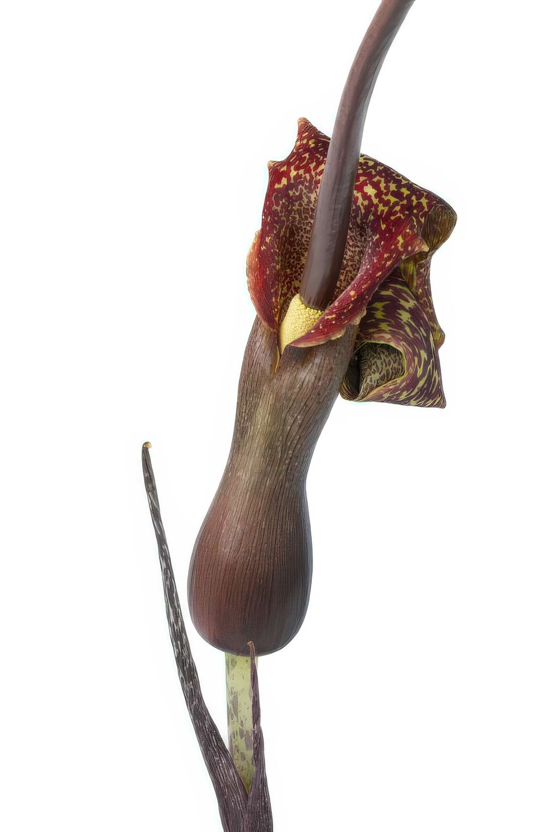 A Voodoo Lily with its deep purple, robe-like flower and speckled stem.