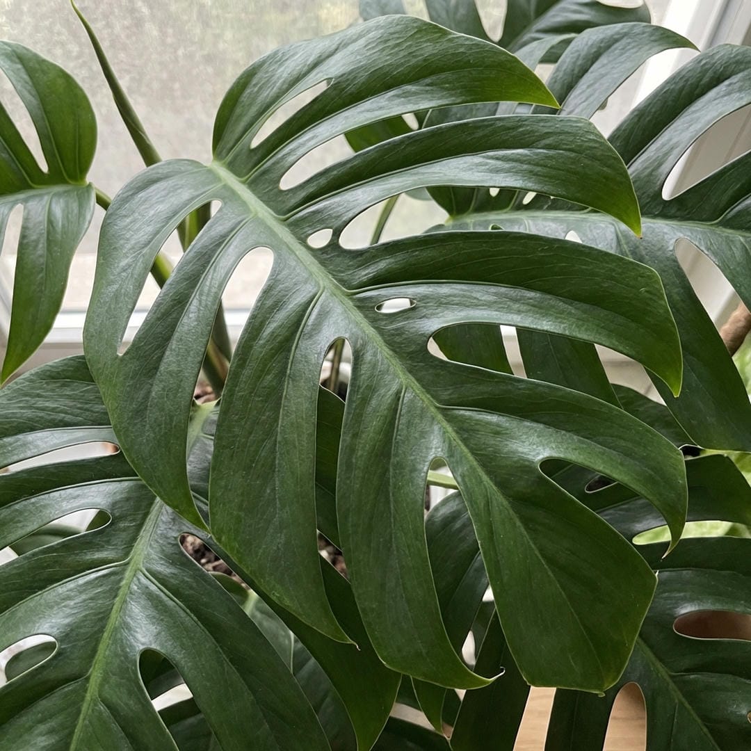 The thick, flame-shaped leaves of Monstera Burle Marx Flame.