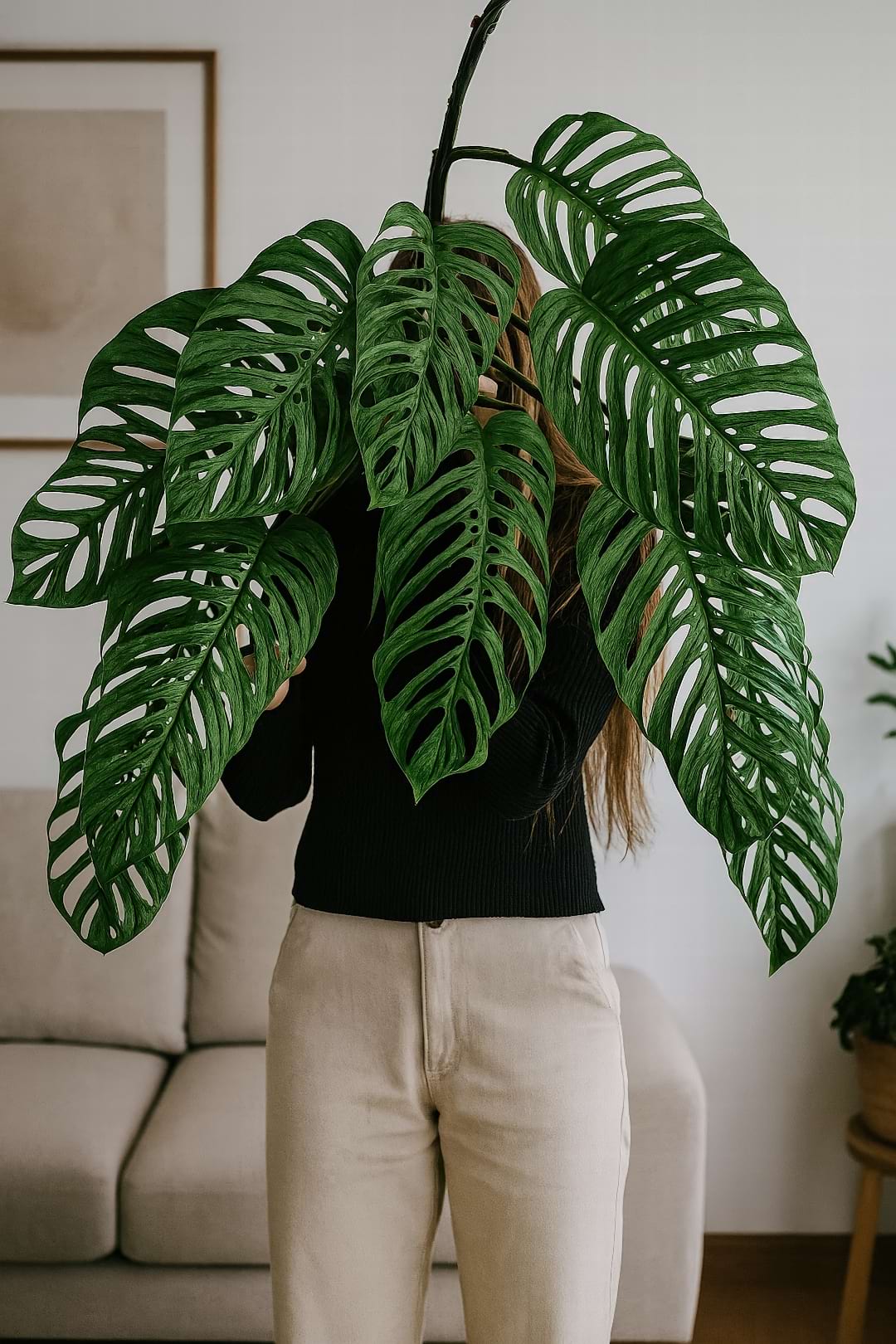 A large leaf of Monstera esqueleto, with massive holes.