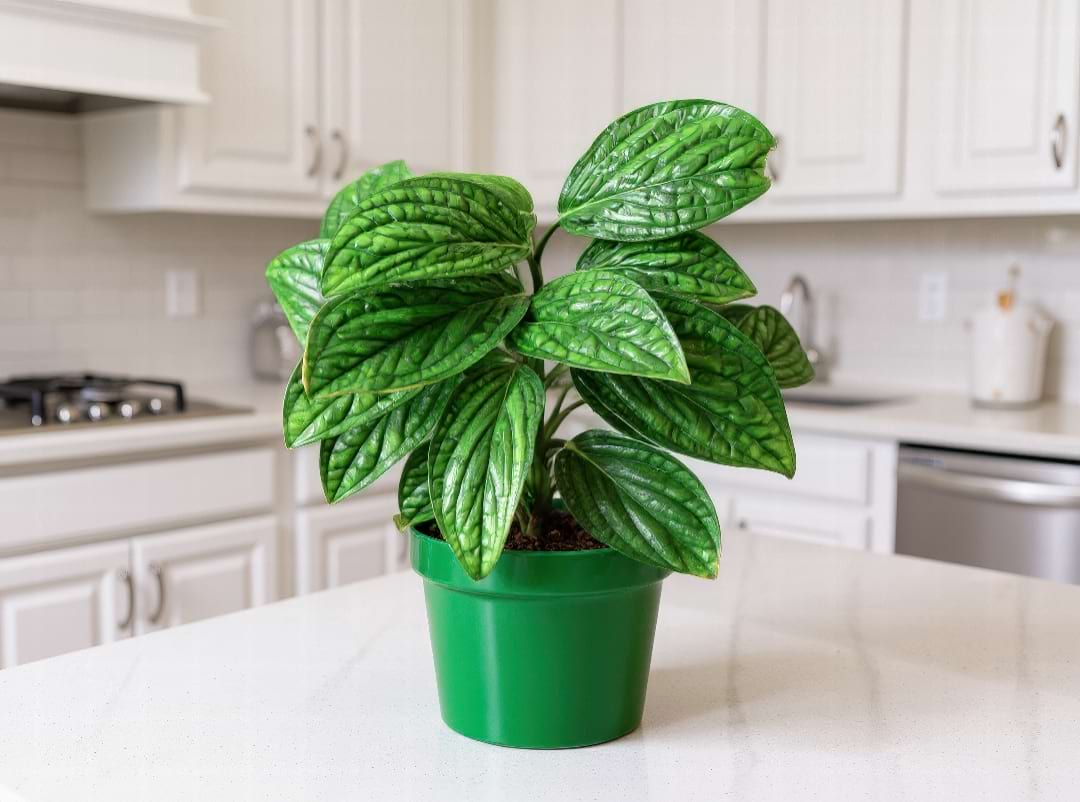 A Monstera 'Peru', or karstenianum, showing its unique deep green, bumpy and leathery leaf texture.