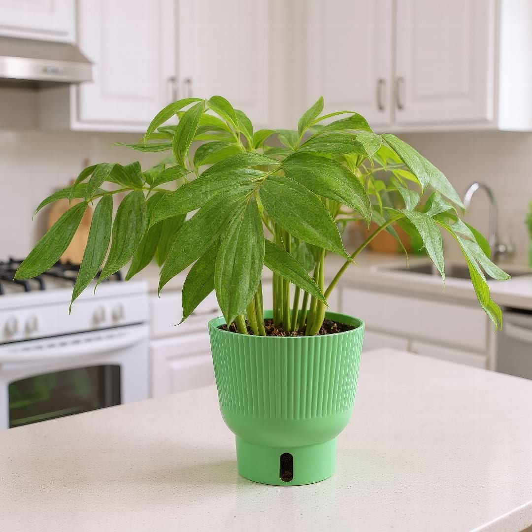 The elegant and delicate feather-like leaves of a Monstera subpinnata plant.