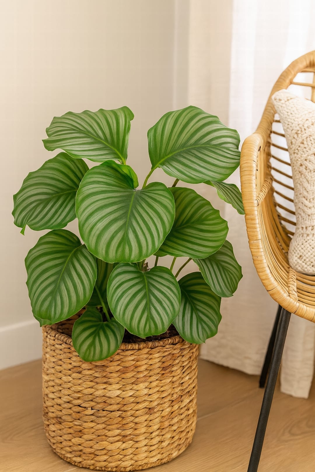 A Calathea Orbifolia in a woven basket planter next to a rattan chair.