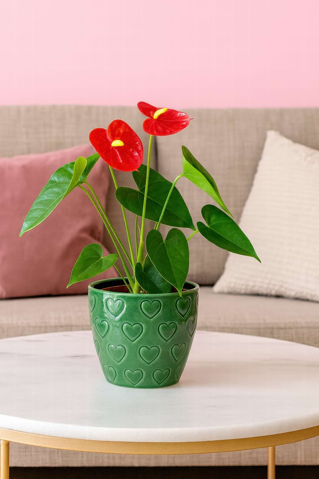 A vibrant red Anthurium, or Flamingo Flower, with its glossy spathe and spadix, thriving in a humid setting.