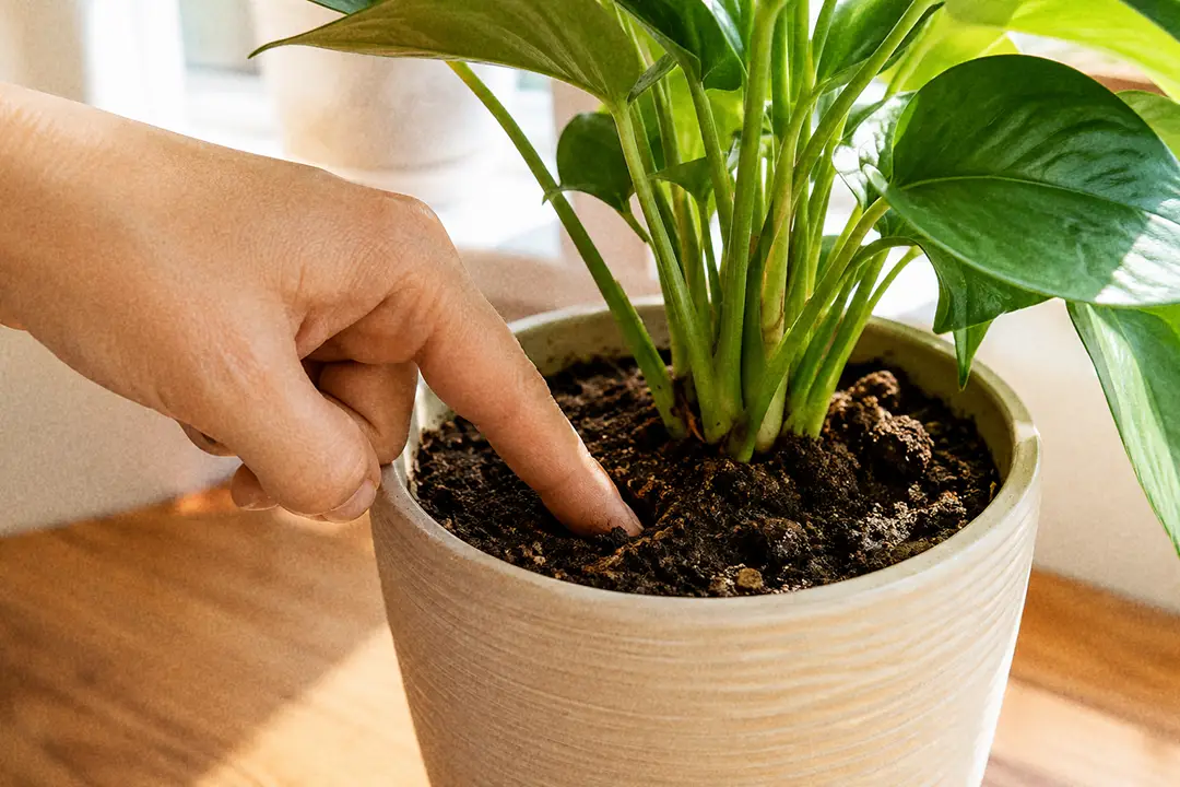 A person checking soil moisture in a sunny room