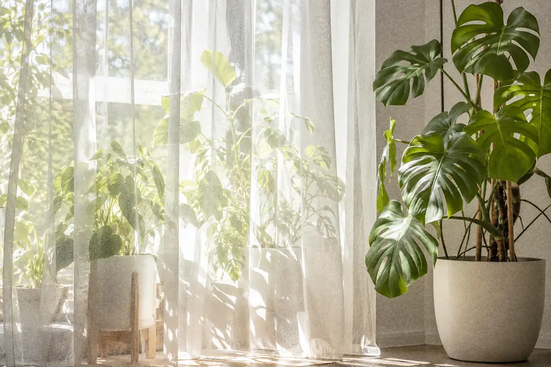 Houseplants behind a sheer curtain diffusing bright sunlight