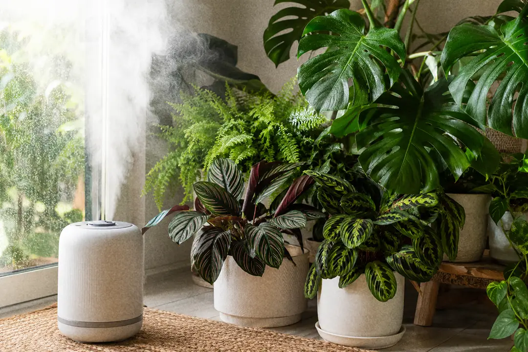A humidifier misting near a group of tropical houseplants