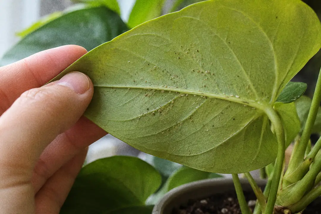 Close-up of a leaf underside being inspected for tiny pests