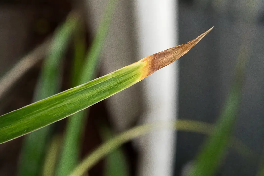 Brown crispy leaf tips on a dracaena caused by fluoride in tap water