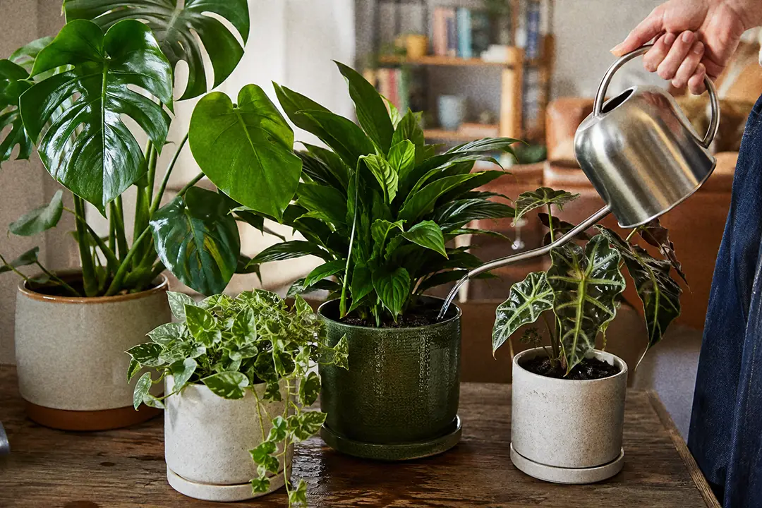 A healthy houseplant collection being watered with room temperature water
