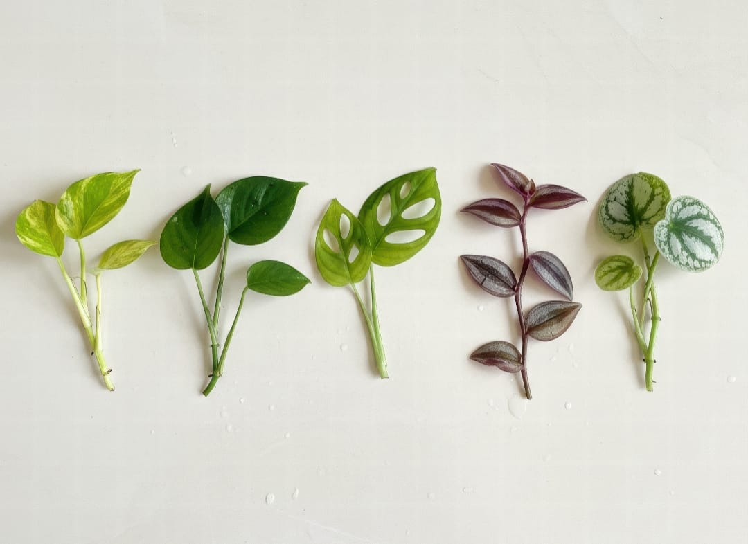A lineup of cuttings from the best houseplants for water propagation, including Pothos, Philodendron, and Monstera.
