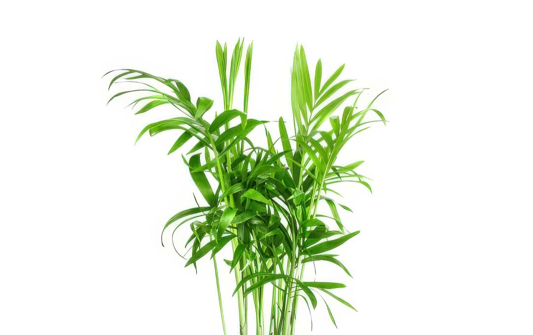 A tall Bamboo Palm with its graceful, feathery fronds, creating a tropical look.