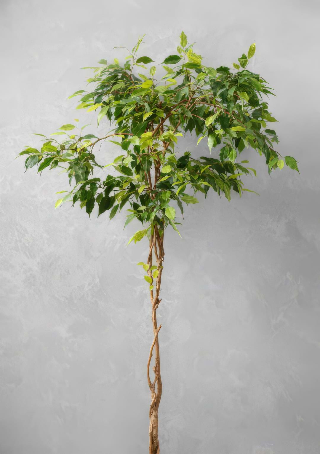 A large Weeping Fig tree in a living room, with a braided trunk and dense green leaves.