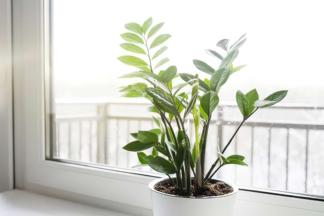 A ZZ Plant showing its arching stems with waxy, dark green, glossy leaves.