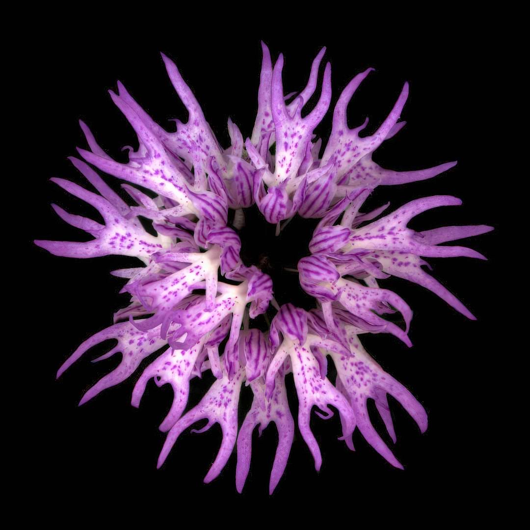 The Naked Man Orchid with its bizarre flowers that look like tiny, dancing human figures.