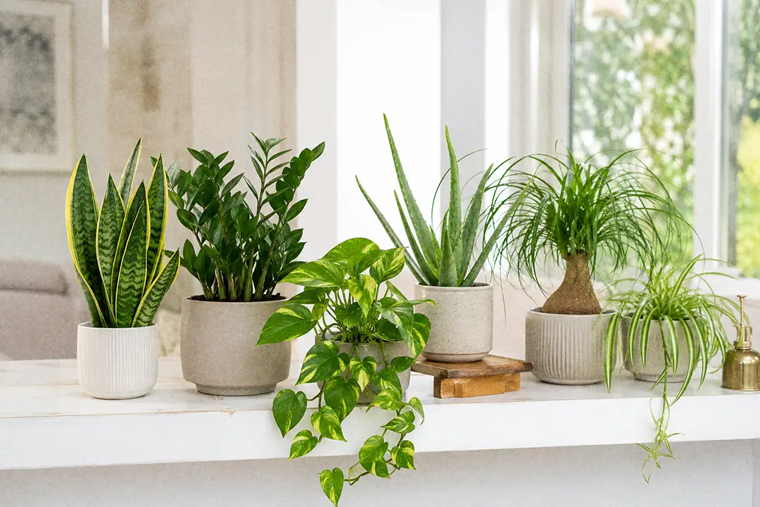 7 Low-Maintenance Plants That Survive Summer Travel