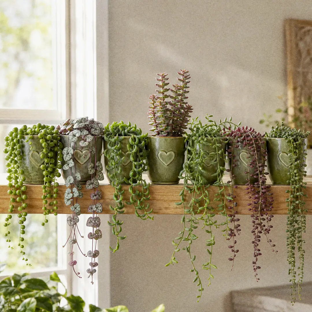 A collection of ten different String of plants trailing from a bright shelf, showing pearls, hearts, bananas, dolphins, and stacked button leaves side by side.
