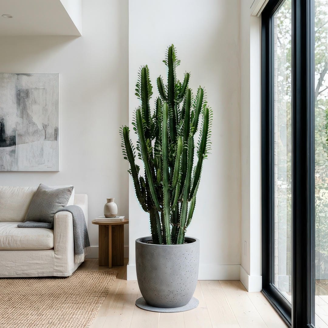 Tall African Milk Tree in a modern concrete planter displayed as a floor plant in a bright minimalist living room corner with clean white walls and natural light streaming in from a large window