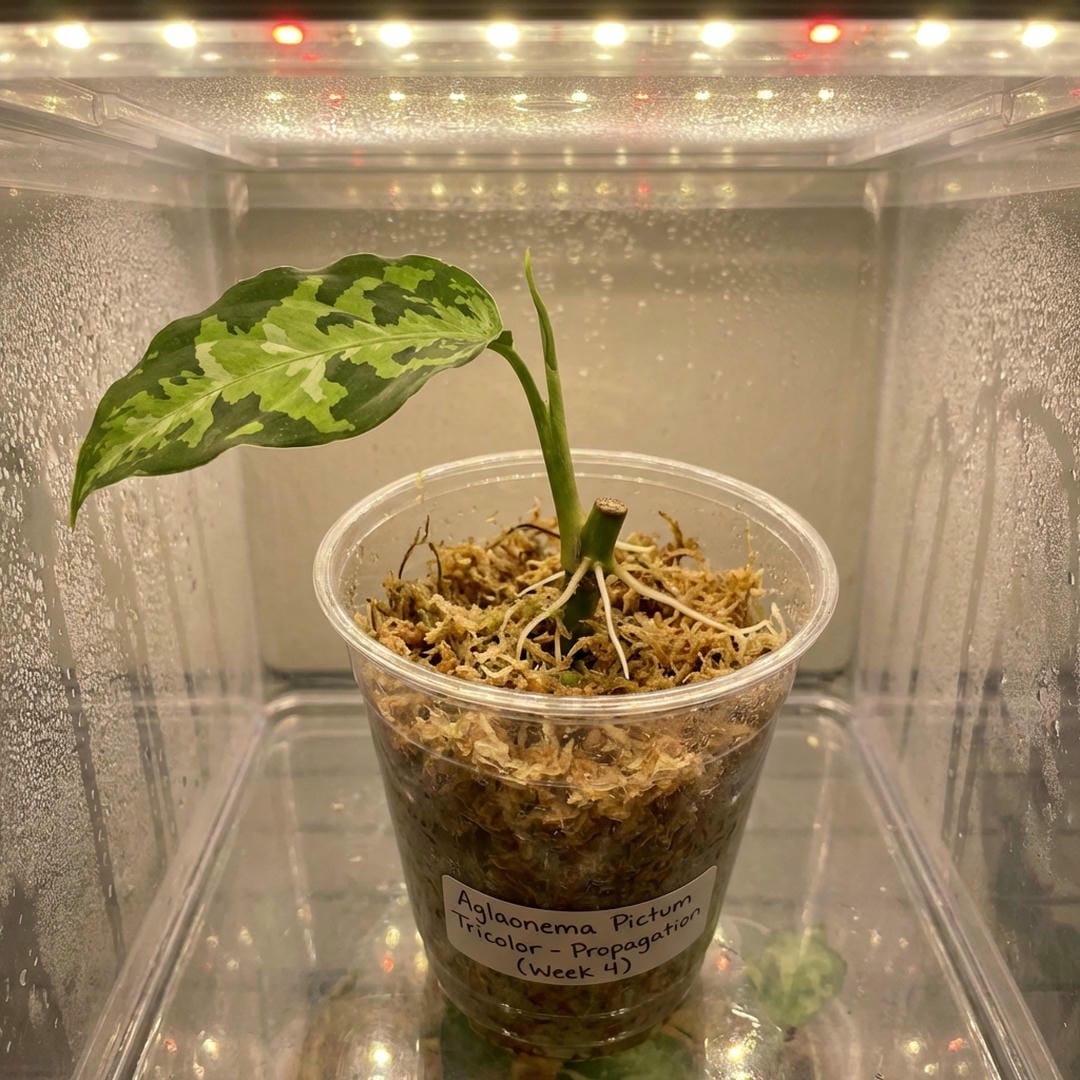 Aglaonema stem cutting rooting in sphagnum moss