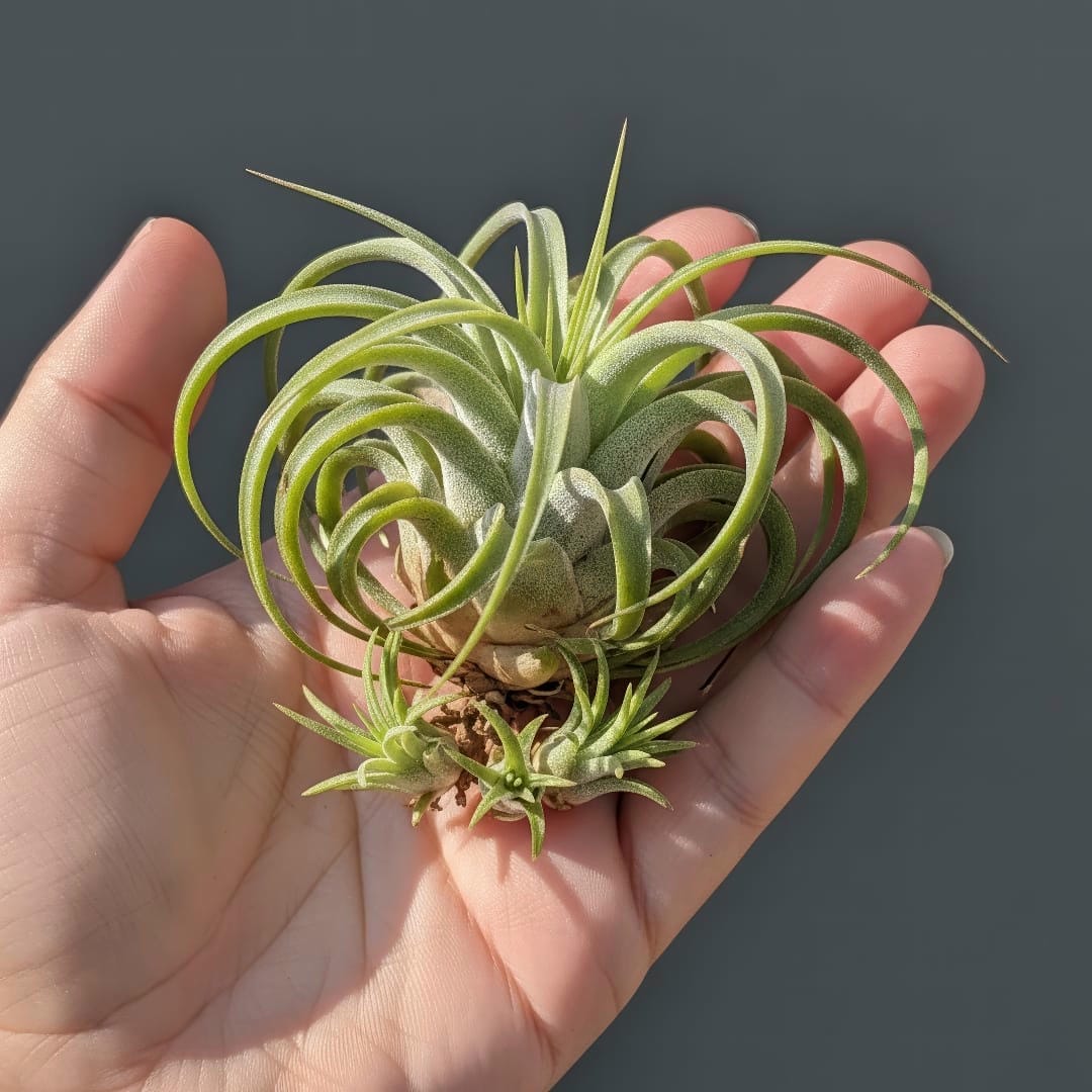 An air plant with several small 'pups' or offsets growing from its base