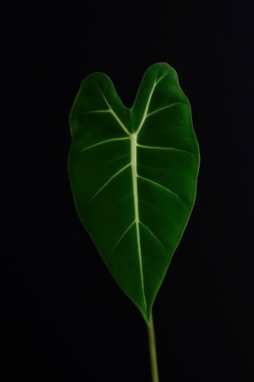 A close-up shot of an Alocasia Frydek leaf, highlighting the velvety texture and bright white veins