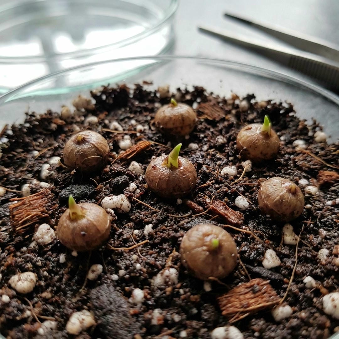 Alocasia corms (bulbs)