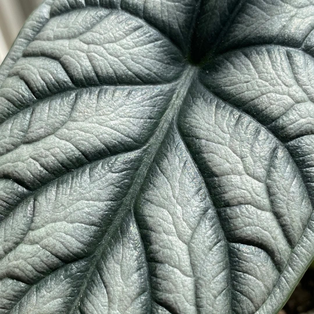 Macro shot of Alocasia leaf scales