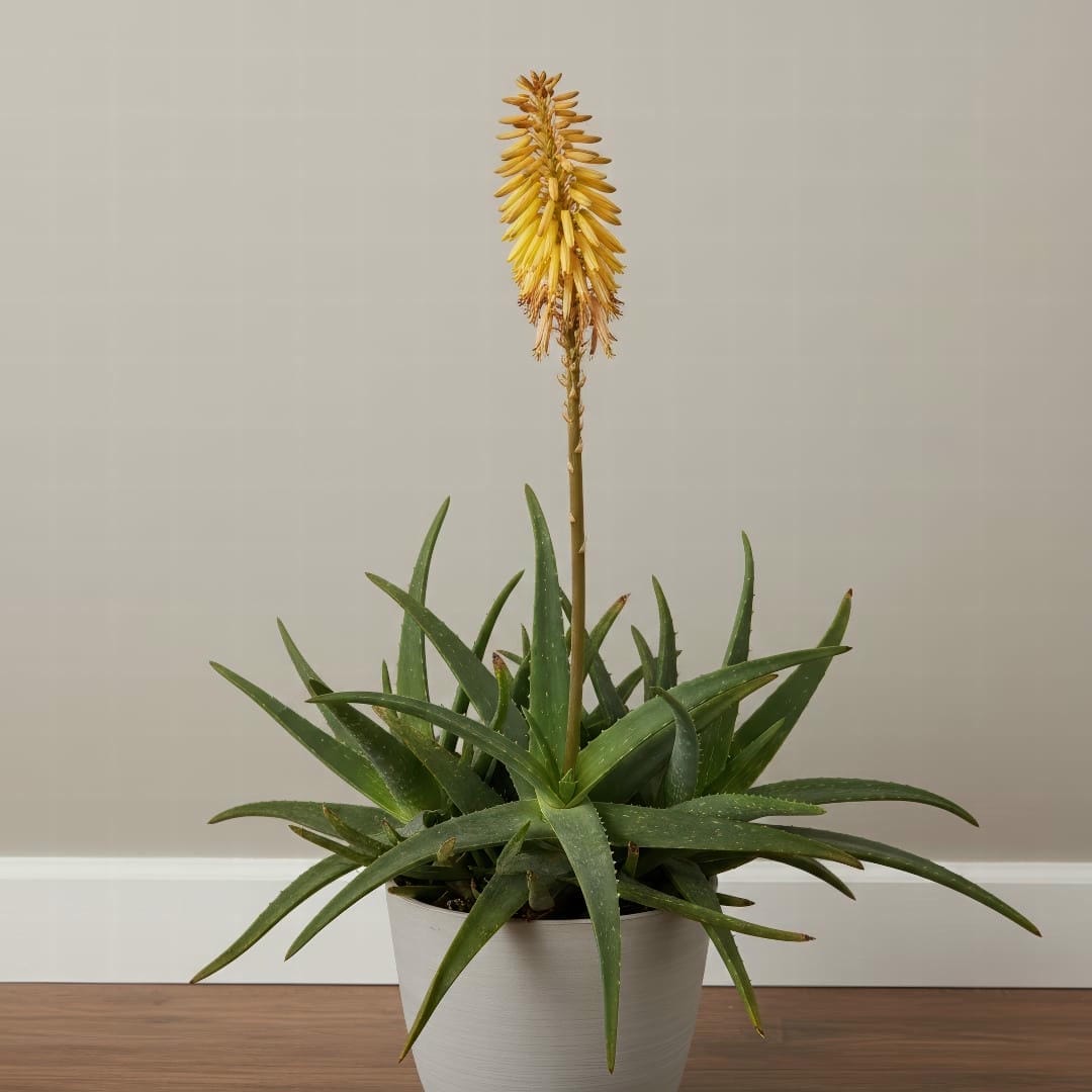 A rare sight of an indoor Aloe Vera plant with a tall flower stalk and yellow blooms