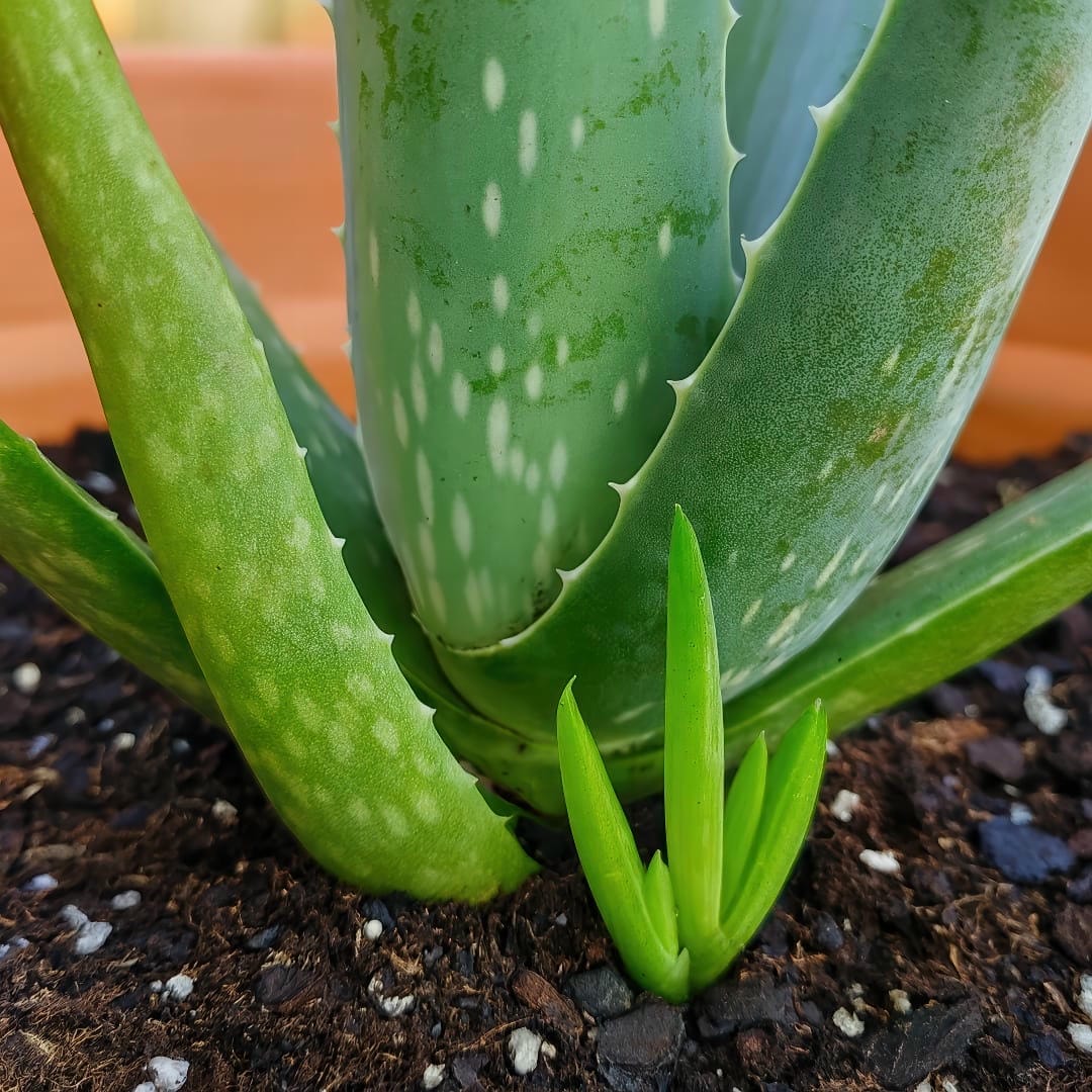 A large mother Aloe Vera plant surrounded by many small baby pups in a pot.