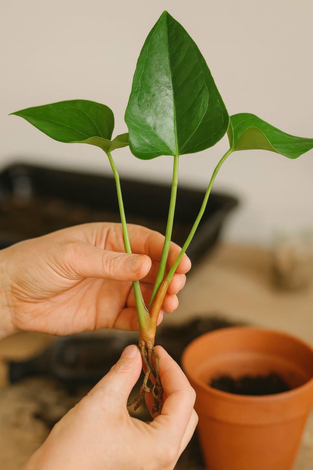 A person's hands holding a prepared Anthurium stem cutting with several leaves and a few visible aerial roots, ready for propagation.